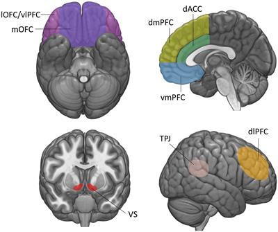 Economic and social values in the brain: evidence from lesions to the human ventromedial prefrontal cortex